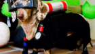 cachorro-dexter-mergulhador-profissional-dachshund