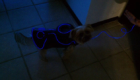 cachorro-tron-2