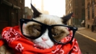 grumpy-cat-hipster