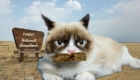 grumpy-cat-nick-offerman