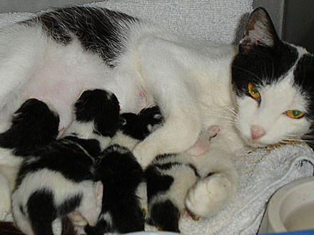 Aprenda Como Cuidar Da Sua Gatinha Na Gesta o PetMag aprenda-como-cuidar-da-sua-gatinha-na-gesta-o-petmag