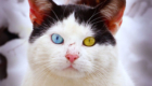 cat-with-different-colored-eyes-2