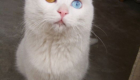 cat-with-two-eyes-colors-heterochromia