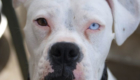 pitbull-with-different-colored-eyes-heterochromia
