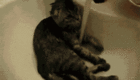 banho gato