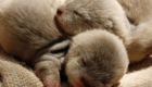 Show-some-love-for-baby-otters-l