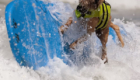 Surf-City-Surf-Dog-surfer-surfing-1