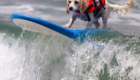 Surf-City-Surf-Dog-surfer-surfing-13