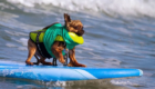 Surf-City-Surf-Dog-surfer-surfing-15