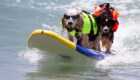 Surf-City-Surf-Dog-surfer-surfing-19