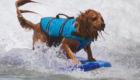 Surf-City-Surf-Dog-surfer-surfing-2