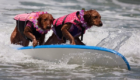 Surf-City-Surf-Dog-surfer-surfing-20
