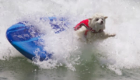 Surf-City-Surf-Dog-surfer-surfing-21