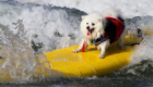 Surf-City-Surf-Dog-surfer-surfing-4
