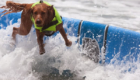 Surf-City-Surf-Dog-surfer-surfing-7