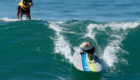 SurfCitySurfDog1