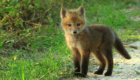 baby-fox-imgur-1385647626nk4g8