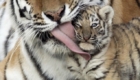 tiger-cub-gets-a-kiss-from-his-mom
