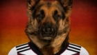 Alemanha – German Shepherd