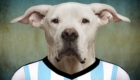 Argentina – Dogo Argentino