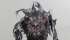 caes_wet_dog6