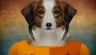 Holanda – Kooikerhondje