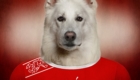 Suiça - Swiss White Shepherd