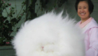 5 – Tem um coelho em algum lugar!

Fonte: http://entertainment.viralnova.com/animal-hairstyles/?mb=fb1002