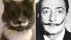 4 – Salvador Dali, na pele (ou pelos) de Hamilton, o gato hispter