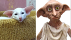 6 – Dobby, do filme “Harry Potter”