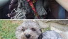 Cãozinho encontrado aos trapos teve sua vida transformada
