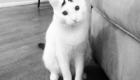 4 – Sam, o gato de sobrancelhas mais expressivas que já existiu