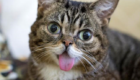 7 – Lil Bub, a gatinha da língua de fora