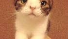 11 – Monty, um gatinho com feições exóticas por causa de uma anomalia cromossômica