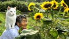 13 – Fukumaru, o gato de olhar hipnotizante