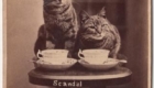 Brighton_cats_4
