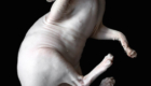 sphynx-cat-photos-by-alicia-rius