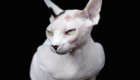 sphynx-cat-photos-by-alicia-rius-19