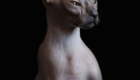 sphynx-cat-photos-by-alicia-rius-25