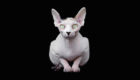 sphynx-cat-photos-by-alicia-rius-3