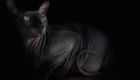 sphynx-cat-photos-by-alicia-rius-7