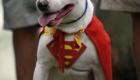 Super-Cão