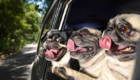 DogsinCars1