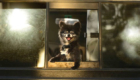 DogsinCars2