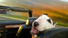 DogsinCars5