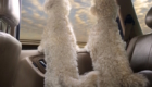 DogsinCars8