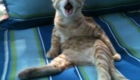 gatinho-assustado