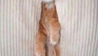 gato-no-meio-do-sofa