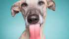 cachorro-mostrando-a-lingua