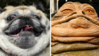 O Pug que parece o Jabba the Hut, de Star Wars.